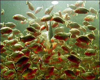 Image result for images of a school of  piranhas